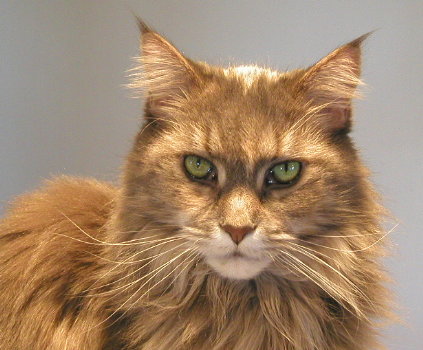 [ Abiko Maine coon cat (23Nov02) - Show and tell me more Abiko! ]