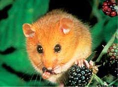 [ Learn more about British hazel dormouse! ]