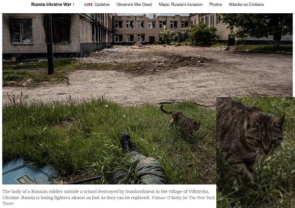 Live Ukraine cat walking by dead Russian soldier. What is the story of the soldier? What is the story of the cat?