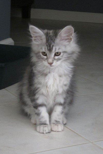 Continue to more cats....