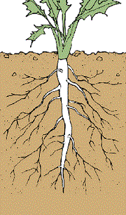 Example of roots.